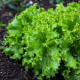 BIO Salát listový kadeřavý Lollo Bionda - Lactuca sativa - bio osivo salátu - 100 ks