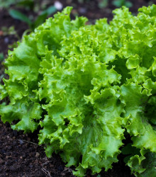 BIO salát listový kadeřavý Lollo Bionda - Lactuca sativa - bio osivo salátu - 0,1 g