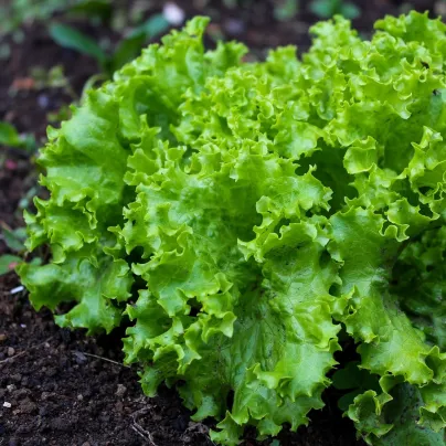 BIO Salát listový kadeřavý Lollo Bionda - Lactuca sativa - bio osivo salátu - 100 ks