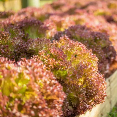 BIO Salát listový kadeřavý Lollo Rossa - Lactuca sativa - bio osivo salátu - 80 ks