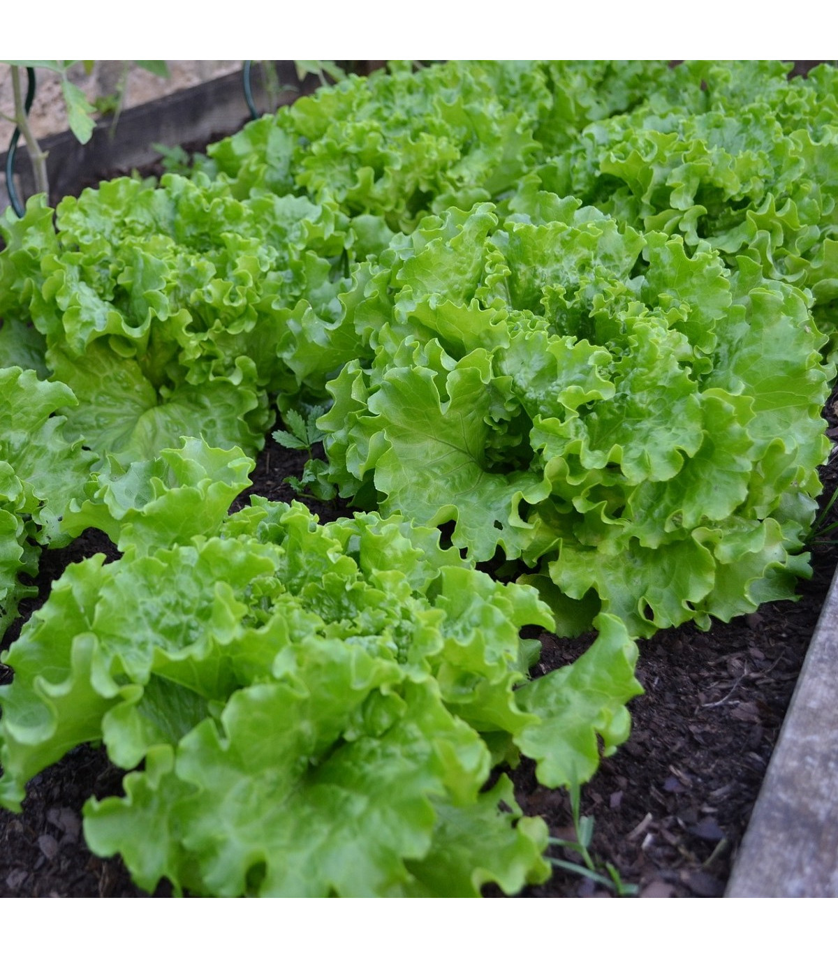 BIO Salát hlávkový Maikönig - Lactuca sativa - bio osivo salátu - 1 g