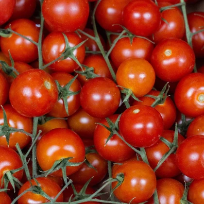 BIO Rajče polní zakrslé Saint Pierre - Solanum lycopersicum - bio osivo rajčat - 7 ks