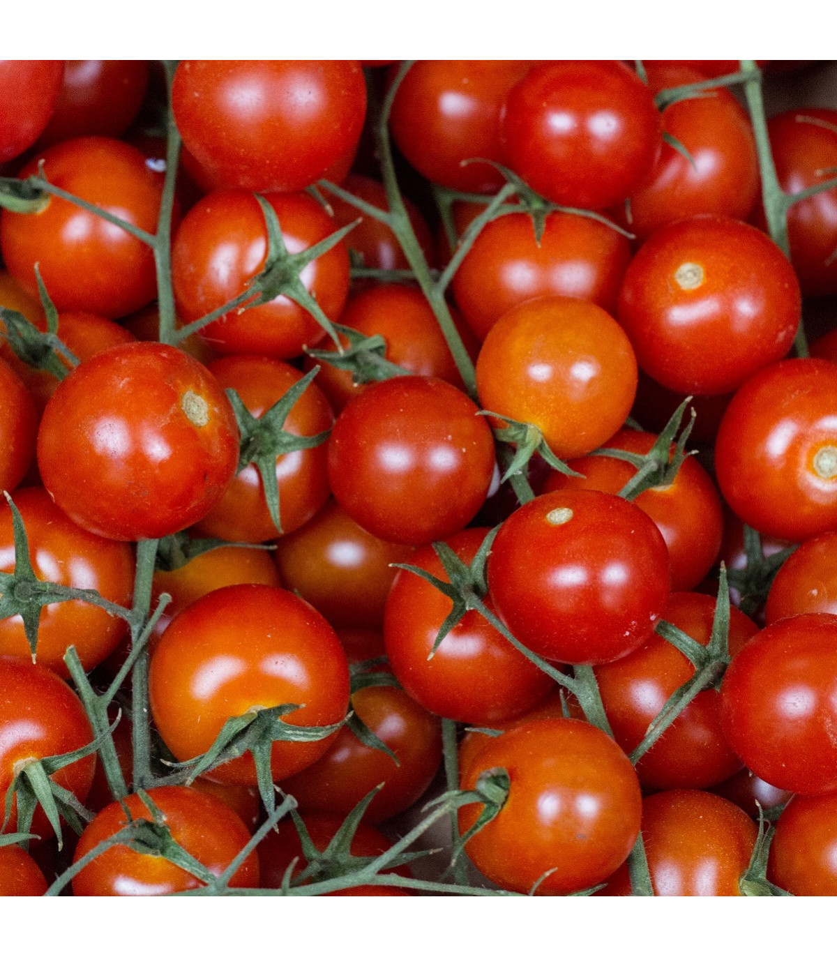 BIO Rajče polní zakrslé Saint Pierre - Lycopersicon esculentum - bio osivo rajčat - 7 ks
