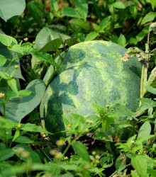 BIO meloun cukrový Early Moonbeam - Citrullus lanatus - bio osivo melounu - 6 ks