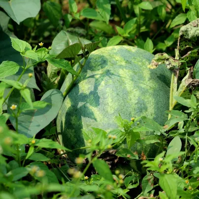 BIO Meloun cukrový Early Moonbeam - Citrullus lanatus - bio osivo melounu - 6 ks