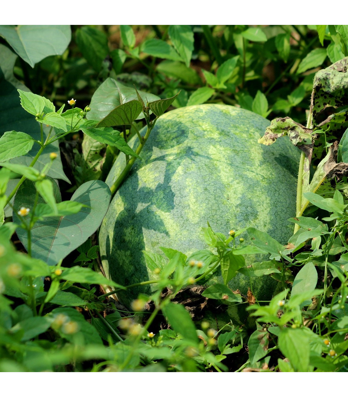 BIO Meloun cukrový Early Moonbeam - Citrullus lanatus - bio osivo melounu - 6 ks
