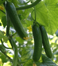BIO okurka salátová Persika - Cucumis sativus - bio osivo okurky - 10 ks