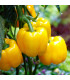 BIO Paprika California Wonder - Capsicum annuum - bio osivo papriky - 10 ks