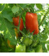 BIO Rajče San Marzano - Solanum lycopersicum - bio osivo rajčat - 7 ks