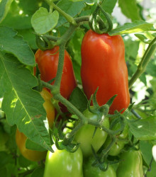 BIO Rajče San Marzano - Lycopersicon esculentum - bio osivo rajčat - 7 ks