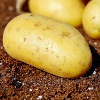 BIO Sadbové brambory Belana - Solanum tuberosum - Kiepenkerl - bio sadba - 10 ks