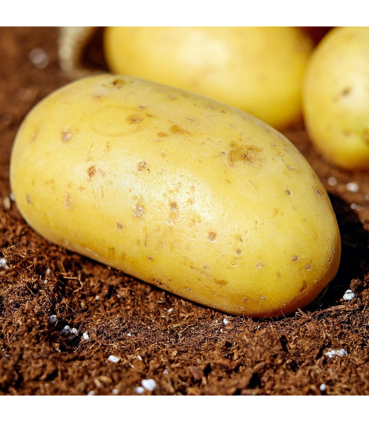 BIO Sadbové brambory Belana - Solanum tuberosum - Kiepenkerl - bio sadba - 10 ks