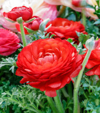 Pryskyřník červený plnokvětý - Ranunculus asiaticus - hlízy pryskyřníků - 3 ks