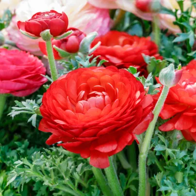 Pryskyřník červený plnokvětý - Ranunculus asiaticus - hlízy pryskyřníků - 3 ks