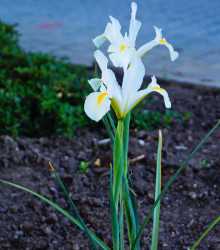 Kosatec White Excelsior - Iris - cibule kosatců - 3 ks
