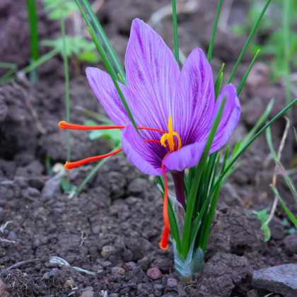 Šafrán setý - Crocus sativus - hlízy šafránu - 3 ks