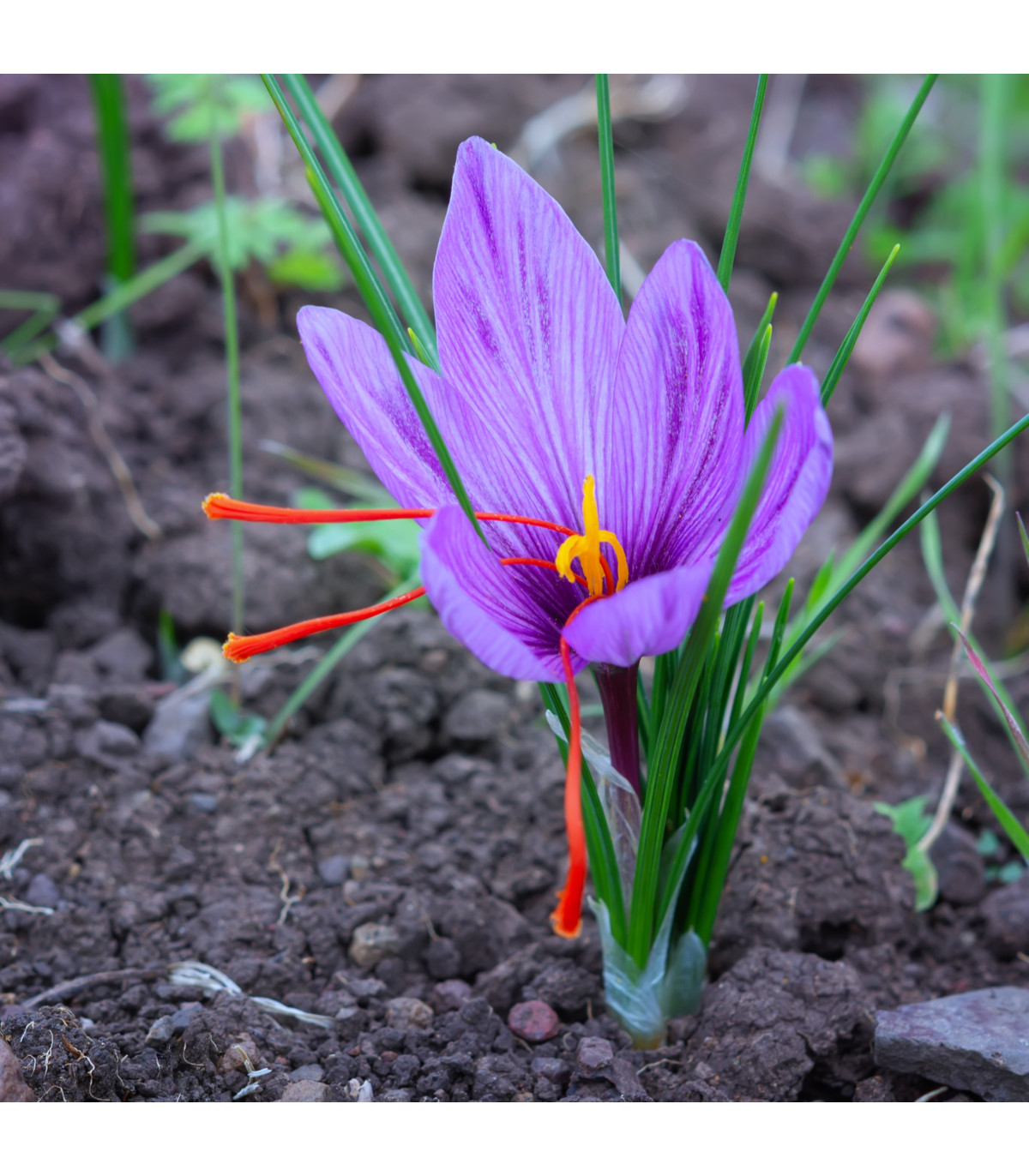 Šafrán setý - Crocus sativus - hlízy šafránu - 3 ks