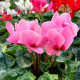 Brambořík - Cyclamen cilicium - hlízy bramboříku - 1 ks