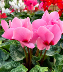 Brambořík růžový - Cyclamen cilicium - hlízy bramboříků - 1 ks