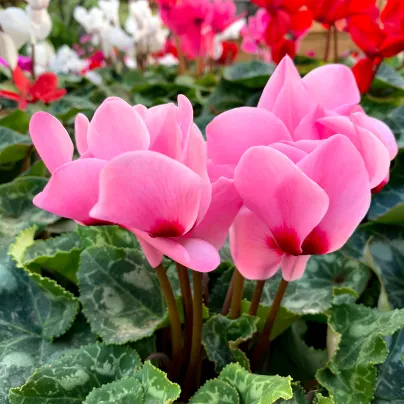 Brambořík růžový - Cyclamen cilicium - hlízy bramboříků - 1 ks