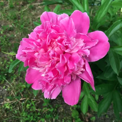 Pivoňka Amabilis - Paeonia lactiflora - hlízy pivoněk - 1 ks