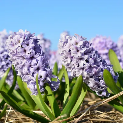 Hyacint Sky jacket - Hyacinthus - cibule hyacintů - 1 ks