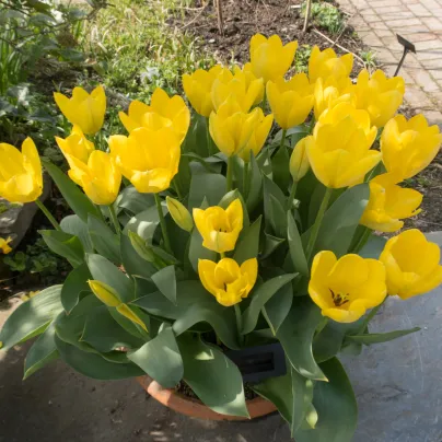 Tulipán Yellow Purissima - Tulipa - cibule tulipánů - 3 ks