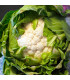 BIO Květák raný Odysseus - Brassica oleracea - bio osivo květáku - 20 ks