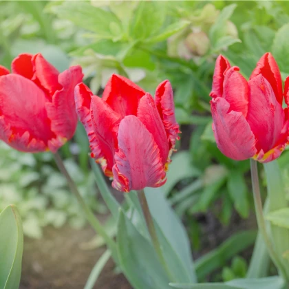 Tulipán Rococo - Tulipa - cibule tulipánů - 3 ks