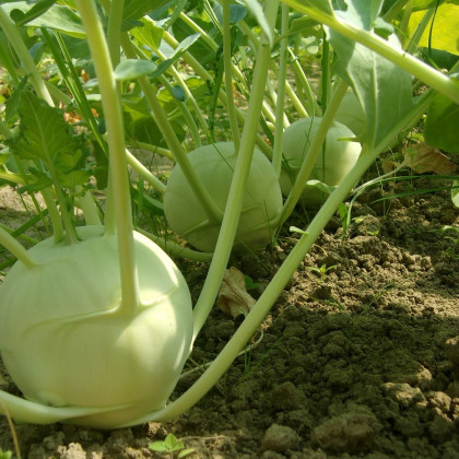 BIO Kedluben obří Superschmelz - Brassica Oleracea - bio osivo kedlubny - 50 ks
