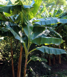 Banánovník Sikkism - Musa sikkimensis - osivo banánovníku - 3 ks