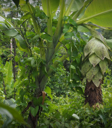 Banánovník sněžný - Ensete glaucum - osivo banánovníku - 3 ks