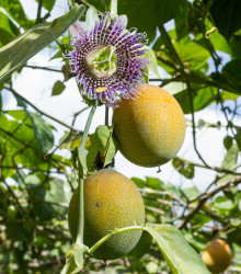 Mučenka pruhovaná sladká - Passiflora ligularis - osivo mučenky - 4 ks