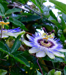 Mučenka modrá - Passiflora caerulea - osivo mučenky - 5 ks