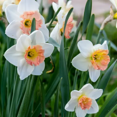 Narcis Pink Charm - Narcissus - cibule narcisů - 3 ks