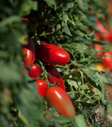 Rajče San Marzano - Lycopersicon Esculentum - osivo rajčat - 8 ks