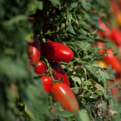Rajče San Marzano Gigante F1 - Solanum lycopersicum - osivo rajčat - 8 ks