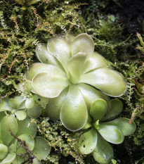 Tučnice mexická - Pinguicula moctezumae - osivo masožravek - 13 ks
