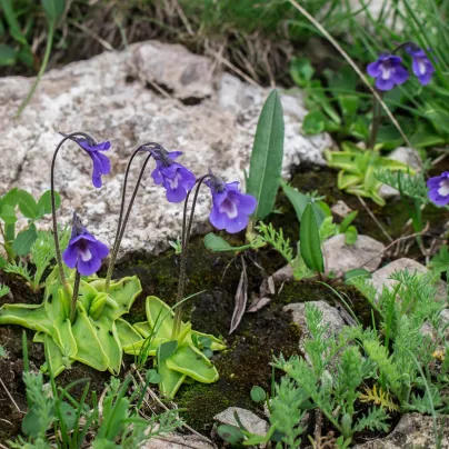 Tučnice modrá - Pinguicula Founcine-le-Bas - osivo tučnice - 15 ks