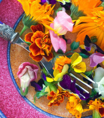 Letničky pro gurmány - směs - osivo letniček - 0,5 g