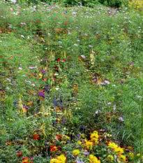 Letničky Japonská zahrada - směs - osivo letniček - 0,9 g