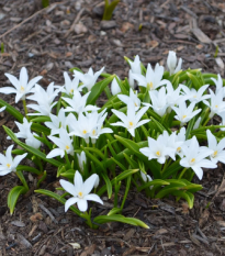 Ladonička zářící bílá - Chionodoxa luciliae alba - cibule ladoniček - 5 ks