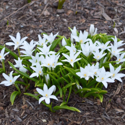 Ladonička zářící bílá - Chionodoxa luciliae alba - cibule ladoniček - 5 ks