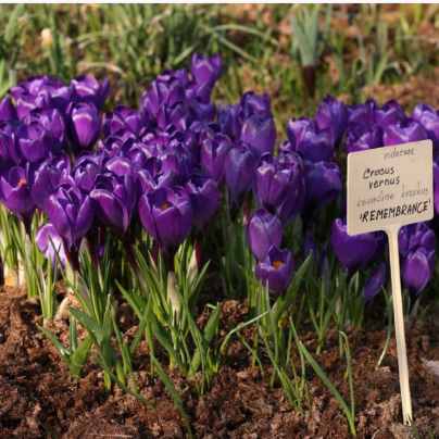Krokus Remembrance - Crocus vernus - hlízy krokusů - 3 ks