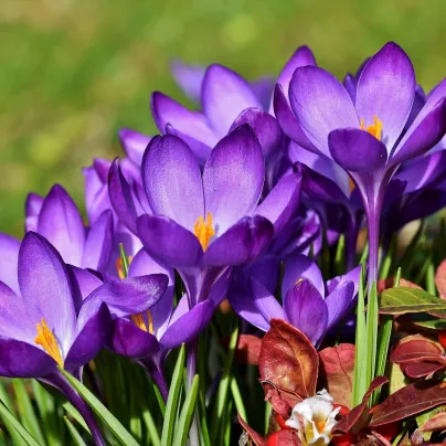 Krokus Tomasiniho Whitewell Purple - Crocus tommasinianus - hlízy krokusů - 3 ks