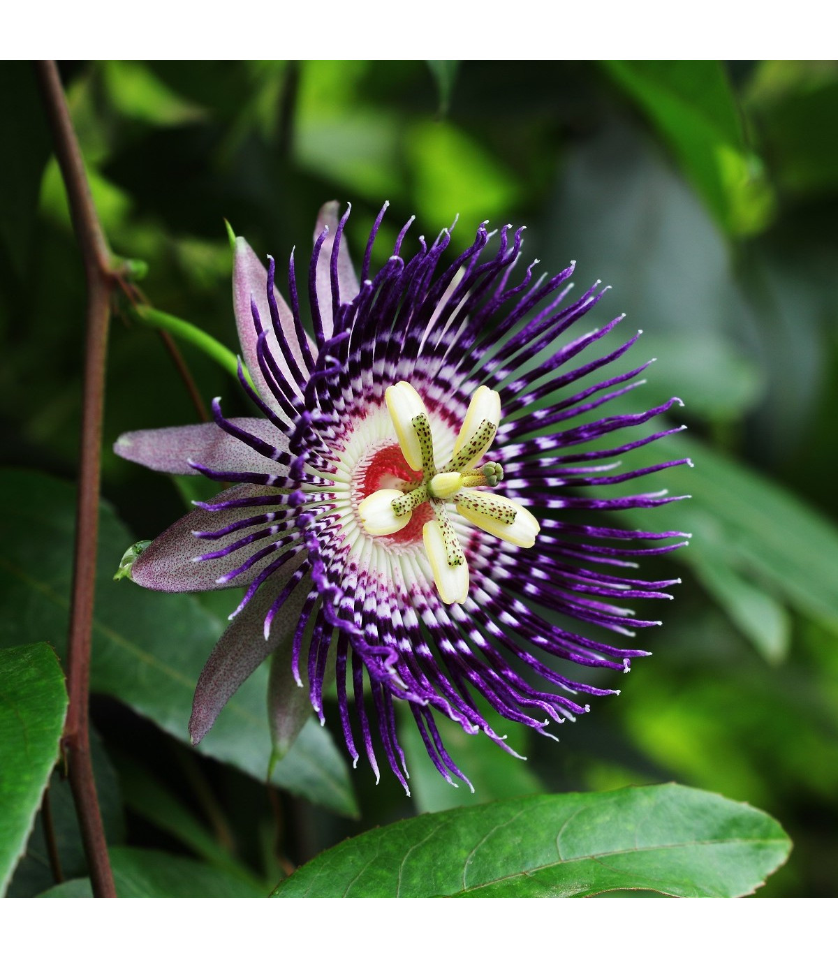 Mučenka maliformis - Passiflora maliformis - osivo mučenky - 4 ks