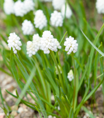 Modřenec bílý - Muscari aucheri - cibule modřenců - 5 ks