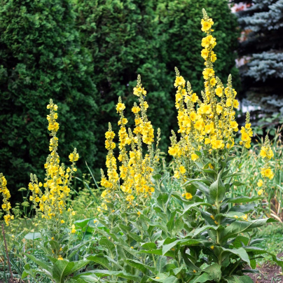 BIO Divizna velkokvětá - Verbascum densiflorum - bio osivo divizny - 300 ks