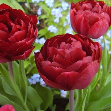 Tulipán Uncle Tom - Tulipa - cibule tulipánů - 3 ks