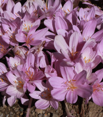 Ocún obrovský - Colchicum giganteum - hlízy ocúnů - 1 ks